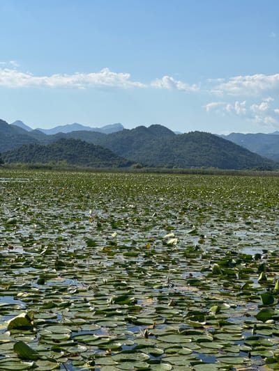 The image depicts a body of water densely covered with lily pads, likely a lake or pond. The location is suggested to be in Dodoši, Montenegro. In the background, there are layered mountain ranges, partially obscured by atmospheric haze. The sky is a clear blue with scattered white clouds. The lily pads appear to be the dominant feature of the water surface, with only small glimpses of water visible between the leaves. There are no visible people or signs of human activity in the immediate vicinity. The scene appears tranquil and nature-focused.