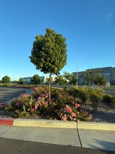 An exterior shot captures a landscaped area in a city, likely in Sacramento, California, United States, featuring a vibrant display of pink roses and lush green bushes surrounding a young tree. The scene is illuminated by the warm glow of what appears to be late afternoon or early morning sun, casting long shadows. In the background, modern industrial buildings with grey facades stand under a clear, bright blue sky. A streetlamp is visible, indicating a well-developed urban or suburban area. The foreground shows a section of asphalt pavement adjacent to a concrete curb, with a red stripe marking the edge of the road. There are no people or animals present in the frame.