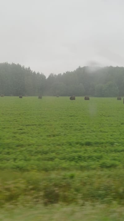 A vast, green field is dotted with numerous round hay bales, stretching towards a dense, dark green forest that borders the horizon. The sky is a uniform, hazy gray, with a hint of mist obscuring the tops of the trees and the distant landscape. The foreground shows a blurred expanse of green, suggesting movement or motion within the frame, possibly from a vehicle. There are no visible people or specific landmarks to identify the location beyond the general rural, possibly agricultural, setting.