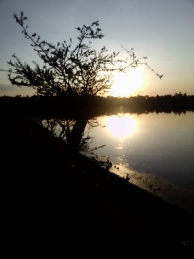 The image depicts a sunset or sunrise scene over a calm body of water in Central Kasipul ward, Kenya. A prominent, low-lying sun, emitting a bright yellow-orange glow, is visible on the horizon slightly to the right of the frame's center. Its intense light reflects vertically across the water's surface, creating a luminous streak. A leafless or sparsely leafed tree, with a distinct branch structure, is silhouetted in the left mid-ground, obscuring a portion of the sky and the sun's reflection. The immediate foreground and lower-left quadrant are dark, showing a dark shoreline or embankment leading to the water's edge. A faint, dark line of vegetation or land is visible on the distant horizon beyond the water. No individuals or specific objects are discernible other than the natural environment elements.
