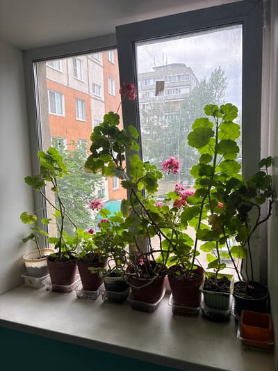 The image shows a row of potted geraniums with green leaves and pink flowers placed on a windowsill. The plants are in various brown and black plastic pots, some of which are placed inside clear plastic containers for drainage. The windowpane is slightly smudged and reflects the overcast sky outside. Through the window, several apartment buildings are visible, characterized by their orange and grey facades and numerous white-framed windows. Trees are also present, partially obscuring the buildings. The overall impression is of an indoor setting with a view of an urban residential area, likely in Tutaev, Russia, on a cloudy day. There is no discernible activity or event taking place, and the scene evokes a sense of domesticity or quiet observation. Some faint text is visible on a sticker attached to one of the plant pots.