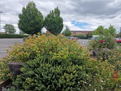 The image depicts an outdoor scene in Wootton, United Kingdom, with a focus on foreground vegetation and a backdrop of buildings and a parking lot. In the immediate foreground, a dense green shrub with small, tightly packed leaves occupies the lower half of the frame. Behind this, and to the left, a large dark grey rock is partially visible. Above the rock and shrub, a bushy plant with numerous small, pale pink, berry-like fruits and some darker berries is prominent. This plant has a sprawling habit and is intermingled with other greenery. Further back, a few delicate white wildflowers with yellow centers are scattered among the plants.
The middle ground reveals a tarmac parking lot with white lane markings, including a large white arrow pointing left. Several parked vehicles are visible, including a blue hatchback, a dark blue car, and a red hatchback. Behind the parking lot, a row of trees with full green canopies stands tall. Beyond the trees, a modern-looking building complex with reddish-brown brick facades and cream-colored window surrounds is visible. The sky above is overcast with significant cloud cover, but patches of blue sky and some sunlight breaking through are also present. The overall impression is of a vegetated area bordering a parking facility, likely adjacent to residential or commercial buildings. The time of day appears to be daytime, given the lighting conditions. No people are visible in the image.