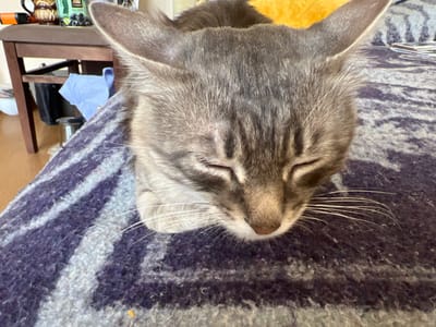 A close-up, eye-level shot shows a tabby cat sleeping on a purple and gray striped blanket. The cat is facing downwards, with its eyes closed. Its paws are tucked underneath its chin, and its white whiskers are fanned out across the blanket. The cat's fur is a mixture of gray, black, and white stripes. In the background, a brown wooden chair is visible, with a few items on it, including what appears to be a decorative jug and a blue cloth. The environment appears to be indoors.