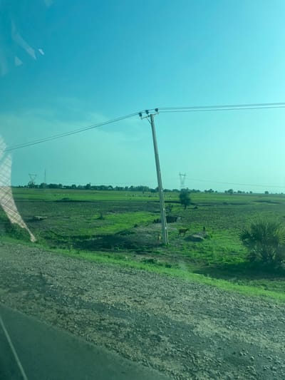 A wide, low-angle shot shows a rural landscape in Farei, Nigeria, under a bright blue sky with a few faint clouds. The foreground is dominated by a rough, gravelly surface with a strip of green grass along its upper edge. Beyond this, a vast expanse of green fields stretches into the distance.

A tall, gray utility pole with wires stretches across the frame, positioned slightly to the right of center. In the mid-ground, several animals, appearing to be goats or sheep, are scattered across the fields. Some are grazing, while others are standing. A large, brown animal, possibly a cow or bull, stands near the utility pole. A small, dark-colored animal, likely a dog, is visible near the larger brown animal.

In the far distance, a power line tower with crisscrossing metal supports stands prominently against the horizon, flanked by a line of trees and some buildings. The overall impression is one of an open, agricultural area in Nigeria.