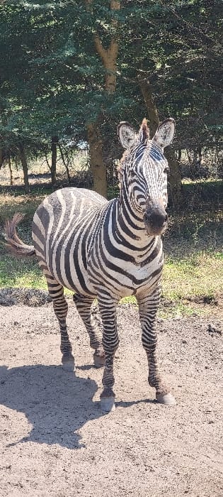 A single adult zebra (Equus quagga) stands centered in an outdoor, natural environment near Mto wa Mbu, Tanzania. The zebra is positioned with its body angled slightly to the viewer's right, while its head is turned to face directly forward, observing the viewer. It exhibits distinct black and white stripes covering its entire body, head, and legs. A short, upright mane is visible along its neck, and its tail, with a dark tuft, extends from its left rear flank. The ground beneath the zebra is unpaved, light brown dirt or sand, showing clear shadows indicating bright, direct sunlight. In the background, a dense cluster of trees with slender trunks and abundant green foliage, consistent with savanna vegetation, extends across the frame. Patches of drier, lighter-colored vegetation are also visible amidst the trees. No other animals or humans are present in the scene, and the zebra appears stationary.
