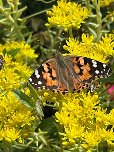 A close-up shot captures a Painted Lady butterfly resting on a cluster of small, yellow flowers. The butterfly's wings are a mosaic of orange, black, and white markings. Its antennae are clearly visible, as are its delicate legs. The flowers are densely packed, with many individual blooms forming a vibrant yellow mass. Green foliage provides a backdrop to the colorful subjects. A bee is also visible near the butterfly, possibly also feeding on the nectar of the flowers. The lighting suggests it is daytime, and the natural setting indicates an outdoor environment, possibly a garden or a meadow. The overall impression is one of natural beauty and the intricate details of the insect and plant life. No text is visible in the image.