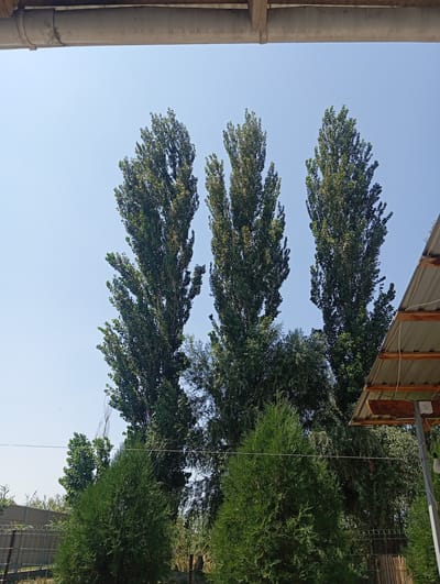 The image depicts an outdoor scene with tall, slender trees against a clear blue sky. In the foreground, there are two evergreen bushes. In the middle ground, a group of tall, thin trees with dense green foliage dominates the center of the frame. Behind them, a chain-link fence is visible, separating the property from what appears to be a street or pathway. To the right, a portion of a roof structure with wooden supports and metal sheeting is present, supported by a metal pole with a light fixture. The overall impression is one of a residential or backyard setting. The location is identified as Budyonnovka, Kyrgyzstan.