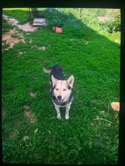 The image depicts a medium-sized dog with distinctive blue eyes and a black and tan coat, standing on a patch of green grass. The dog is attached to a leash. In the background, there is a dirt patch with some vegetation, a pink object, and what appears to be part of a fence or enclosure. The overall environment suggests an outdoor, possibly residential, setting. The image quality is low, with a grainy texture and slightly distorted colors, making it difficult to ascertain finer details of the surroundings. No specific information about the city of Paczkowo, Poland is visible in the image.