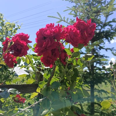 In Sosnovy Solonets, Russia, a cluster of vibrant red roses in full bloom dominates the foreground of this image, their petals unfurling against a backdrop of lush green foliage. Behind the roses, the dark green needles of a coniferous tree stand tall, piercing a bright blue sky crisscrossed by thin power lines. A rustic wooden fence runs horizontally across the middle ground, adding a rustic element to the scene. The overall impression is one of natural beauty, with the roses serving as the primary focal point. There are no people visible in the image.