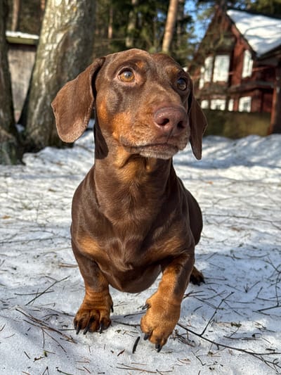 An image captured in Zelenogradskiy, Russia, depicts a short-haired chocolate brown and tan dachshund dog in a snowy outdoor setting. The dog is positioned in the foreground, facing generally forward with its head turned slightly to its left, looking upwards and to the right. Its eyes are amber-brown, and its nose is dark brown and appears moist. The dog's left front paw is slightly lifted, with visible dark claws, while its right front paw rests on the ground.

The ground is covered with patches of melting snow, revealing dark earth and scattered pine needles and small twigs. The scene is illuminated by strong natural sunlight, casting distinct shadows on the snow. In the midground and background, several trees with bare branches and evergreen trees are visible. To the right, partially obscured by trees, stands a two-story building with dark red siding and white window frames, its roof showing patches of snow. A smaller, darker wooden structure is visible behind trees on the left side of the background.