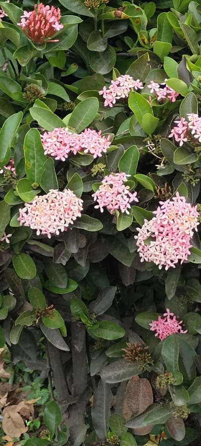 This is a close-up, eye-level photograph of a dense hedge of Ixora flowers and dark green leaves. The flowers are clustered in conical shapes and are a delicate shade of pink, with some appearing lighter and others a deeper rose hue. Small, individual four-petaled florets are visible within the clusters. The leaves are oval-shaped, glossy, and vary in color from vibrant green to a darker, almost purplish-green, with some showing signs of browning or spotting. The background is filled with more foliage and some visible dark brown, woody stems, suggesting a mature plant. In the lower left corner, fallen brown leaves and a glimpse of a lighter-colored surface are visible, possibly indicating the ground. The scene is outdoors, likely in a garden or park setting, and there are no people or animals present. The lighting suggests it is daytime, with soft, diffused light. The location is Aluekeujruen, Indonesia.