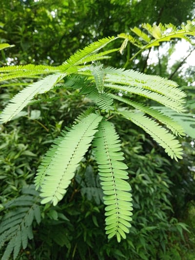 This image displays a close-up, upward-angled view of fresh, light green foliage, identified as compound leaves of a plant, situated in the city of Silvino Lobos, Philippines. The foreground features multiple large compound leaves, each composed of numerous small, ovate leaflets arranged symmetrically along a central rachis. These leaflets are uniformly light green and appear turgid. The leaves emanate from a central point, extending outwards and upwards across the frame. The background consists of darker green, out-of-focus plant material, indicating a dense vegetated environment. No human subjects, animals, artificial objects, actions, or interactions are present. The scene exclusively features plant life.