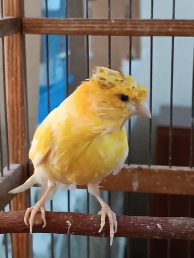 A yellow canary with a crested head sits on a perch inside a wooden cage. The canary is facing right, with its head tilted slightly down. Its feathers are bright yellow and white. The cage bars are thin and black, and the perch is brown. In the background, a blue and white water dispenser is visible, along with some blurry brown furniture. The environment appears to be indoors. No people are visible. The location is not discernible from the image.