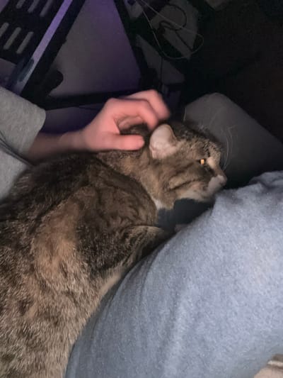 An indoor scene in Krasny Klyuch, Russia, shows a domestic feline being petted by a human. The cat, a brown and grey tabby with hints of a lighter coat on its chest and luminous amber eyes, is positioned on a person's lap. A human hand, with fingers slightly curled, is actively stroking the cat's head and neck area. The person is wearing a light grey long-sleeved garment and light blue or grey casual pants. The background is dimly lit, revealing dark, angular furniture or shelving and visible cables.