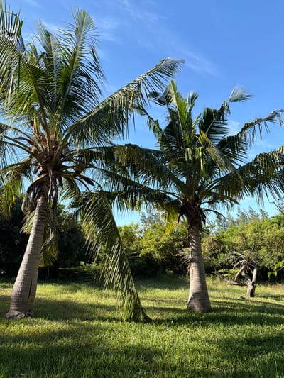 The image depicts a tropical scene in Muitua, Mozambique, featuring two mature coconut palm trees. The trees are positioned in a grassy area with denser vegetation in the background, including shrubs and some small trees. The sky above is a clear blue with faint wisps of clouds. The perspective is upward, emphasizing the height of the palm trees and the vastness of the sky. The scene is bathed in bright sunlight. There is no immediate evidence of human activity or presence in the frame.