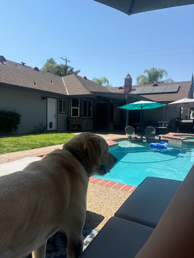 The image captures a sunlit residential backyard in Rocklin, United States. In the immediate foreground, the mid-body and head of a light-colored Labrador-type dog, wearing a dark collar, is positioned on a patterned outdoor rug over a light-colored, textured patio surface. The dog faces right, looking towards a clear blue swimming pool that occupies the midground. The pool features light-colored coping and a red brick border, containing a blue inflatable object. Beyond the pool, a turquoise patio umbrella is open, alongside a lighter-colored umbrella, shading outdoor furniture including two dark chairs near the pool's edge. The background reveals a single-story house with light-toned siding and a brown shingled roof, featuring multiple solar panels and a brick chimney. A white door with a pet door insert is visible on the house's left side, adjacent to a green lawn. The sky above is clear and blue, with distant utility lines and trees visible. No human figures are present.