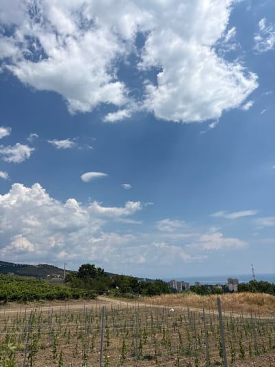 The image depicts a vineyard in the foreground, with rows of young plants supported by stakes and wires. Beyond the vineyard, there is a dry, grassy field and scattered trees. In the mid-ground, a collection of apartment buildings is visible against a backdrop of the sea. The sky is a vibrant blue, dotted with scattered white clouds, one of which has a distinctive lenticular shape. The scene appears to be a rural or semi-rural area with residential development near the coast, possibly in or near Pushkino, Ukraine, given the provided context. There are no people or animals visible in the image.