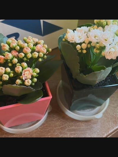 Two potted plants, one with pale pink buds and the other with white flowers, are displayed on a brown surface. The pink-potted plant is in a square pink planter, and the white-flowered plant is in a dark, square planter. Both plants sit on white saucers. In the background, a large blue and white object, possibly a box or bag, is visible. The scene is indoors, likely on a table or countertop. There are no people present. The image does not provide any information about the city of Saint-Août, France.