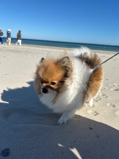 A medium shot captures a small Pomeranian dog with a light brown and white coat on a sandy beach, likely in the city of Skagen, Denmark. The dog is wearing a leash. In the background, several indistinct figures of people can be seen walking along the shoreline. The sky is clear and blue, and the ocean is visible in the distance. The sand appears light-colored and damp. Shadows are cast onto the sand, indicating a sunny day.