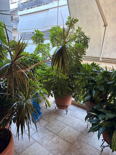 The image shows a collection of potted plants on a tiled patio, possibly a balcony or terrace. The plants vary in size and type, with some featuring long, spiky leaves and others having broader, green foliage. One of the plants, likely a Dracaena, has striking red and green striped leaves. In the background, there are buildings with awnings extended, suggesting an outdoor setting in a built-up area. The flooring is made of large, square tiles in a light grey color, laid in a diamond pattern. A blue plastic bag is visible on the patio floor, and some of the pots are made of terracotta. The overhead structure suggests some form of shelter, possibly a retractable awning or canopy, which is partially visible. The lighting indicates it is daytime, with sunlight filtering through. The scene evokes a sense of domesticity and outdoor living, common in Mediterranean climates like Ilion, Greece. There is no visible text in the image.