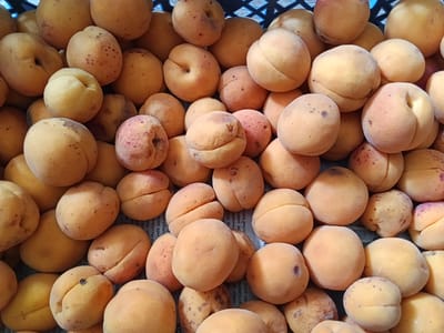 The image displays a close-up, overhead view of a large pile of ripe apricots. The apricots are primarily orange and yellow, with some showing reddish blush marks and small brown speckles. They are densely packed together, creating a textured surface. The background is dark and blurred, with the suggestion of a dark, woven basket. There are no people or animals visible in the image. The setting does not provide any specific information about the city of Drahichyn, Belarus, or any urban context.