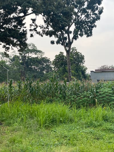 The image captures an outdoor scene with lush greenery, likely in Meteseh, Indonesia. In the foreground, tall, vibrant green grass dominates, interspersed with smaller, more varied foliage and some patches of clover. Behind the grass, a dense field of corn stalks stands prominently, their green leaves reaching upwards. To the right of the corn, a patch of cassava plants with distinct palmate leaves is visible.

In the mid-ground, a large tree with dark green leaves casts shadows, its trunk a rough, textured brown. Further back, utility poles with numerous wires are set against a backdrop of dense trees and vegetation. On the far right of the image, a light-colored building with a dark roof is partially visible. The sky above is overcast and a pale gray, suggesting a cloudy day. The overall impression is of a rural or semi-rural agricultural landscape within the city. There are no people or animals visible in the frame.