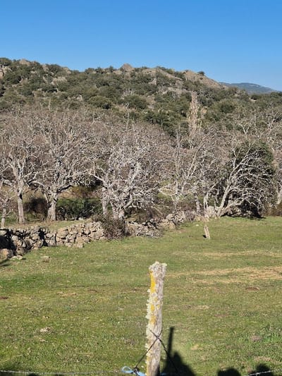The image depicts a rural landscape in Collado del Mirón, Spain, under a clear blue sky. In the lower center foreground, a weathered wooden fence post, visibly covered in yellow and white lichen, stands upright. Barbed wire is affixed to the post, from which a blue plastic loop or tie is also suspended. The immediate ground consists of a field of green grass. Across the midground, a line of mature, leafless deciduous trees with light-colored bark and intricate branching patterns is present, positioned behind a low, dry-stacked stone wall. The background is dominated by a rocky hillside densely covered with dark green evergreen trees and shrubs, with exposed grey rock formations. A faint outline of a distant mountain range is visible on the far right horizon. No human subjects or discernible activities are observed.