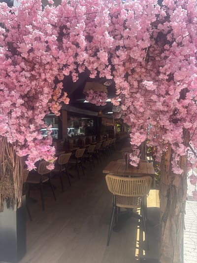 The image depicts the exterior of a restaurant in Platja D'aro, Spain, adorned with an abundance of artificial pink cherry blossoms creating an archway. The foreground features a wooden table with a woven chair. Beyond this, a covered seating area of the restaurant is visible, with rows of tables and chairs. The flooring appears to be made of light-colored wood. In the background, through the restaurant's windows, several white vehicles are parked. The overall scene suggests a vibrant and welcoming outdoor dining space decorated for a festive occasion.