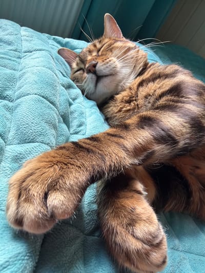 A close-up, eye-level shot shows a Bengal cat sleeping peacefully on a quilted teal blanket. The cat's eyes are closed, and its head is resting on its paws. Its fur is a warm brown with distinctive dark spots and stripes. Sunlight illuminates the scene, highlighting the texture of the cat's fur and the blanket. The background consists of a softly blurred teal curtain, suggesting an indoor setting. There are no people or other animals visible in the image. The scene is calm and serene.