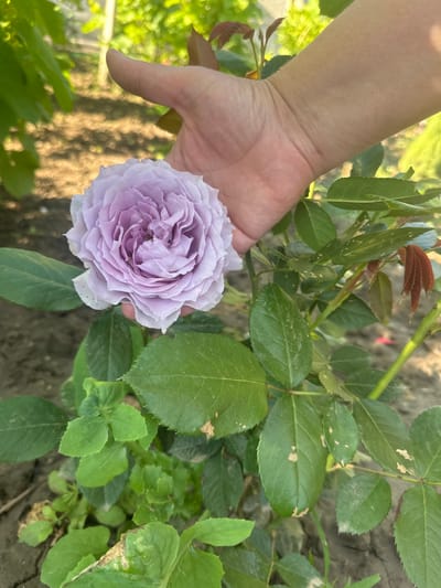 The image displays a close-up of a human hand gently holding a light purple or lavender rose flower in an outdoor garden setting, likely in Rogozen, Bulgaria. The rose, positioned prominently, features numerous delicate, ruffled petals, creating a full and intricate bloom.
The hand, with fair skin, extends from the left side of the frame, carefully cupping the base of the flower. Surrounding the rose and hand are various green leaves belonging to the rose bush and other plants. Some rose leaves are a deep green, while others, particularly newer growth, exhibit a reddish-brown hue. Several leaves show small light-colored spots or blemishes, possibly from dust or minor environmental wear.
The background reveals soft-focused green foliage and the dark soil of a garden bed. The lighting suggests a bright, sunny day, illuminating the scene with a soft glow. There is no specific activity depicted beyond the hand holding the flower, implying admiration or presentation of the bloom. No discernible text is visible within the image. The overall impression is one of natural beauty and a moment of appreciation for the flower.