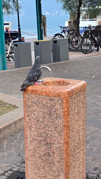 This media file depicts an outdoor scene in Riva del Garda, Italy. The primary subject is a pigeon drinking water from a public drinking fountain. The fountain is made of speckled, reddish-orange stone with a polished finish, and has a metallic spout from which water is flowing. The pigeon is positioned on the edge of the fountain, with its head lowered to drink.

In the background, there are several bicycles parked, suggesting a public area or a place frequented by cyclists. Some of the bicycles are modern, while others appear older. Behind the bicycles, there are two dark grey, rectangular structures, possibly waste bins or part of a public utility. A tree with dark green foliage is visible to the left of the bicycles. The ground is paved with cobblestones.

Further in the background, a bright blue sky with some scattered white clouds is visible, indicating fair weather. The overall lighting suggests it is daytime. The scene appears to be a public space, possibly a promenade or a square, given the presence of benches (partially visible with people sitting), bicycles, and a drinking fountain.

No discernible text is visible in the image, other than a small white object on the pavement in the background that could be a piece of litter. The mood of the image is casual and everyday, capturing a common urban wildlife interaction.