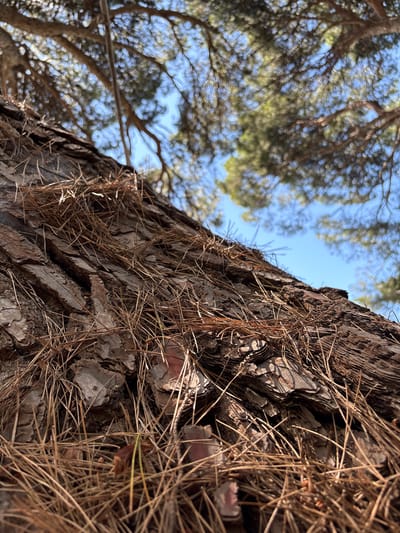 This is a close-up, low-angle shot of rough tree bark, likely from a pine tree given the abundance of dry pine needles scattered on its surface. The bark is textured with deep ridges and appears layered. The background is a blur of green foliage and a bright blue sky, suggesting the photo was taken outdoors on a sunny day, possibly in an area with many trees. The image is taken from beneath the tree canopy, looking upwards. There are no people or specific city landmarks visible, only the natural elements of a tree and sky. The location is identified as Кореизский поселковый совет, Ukraine.