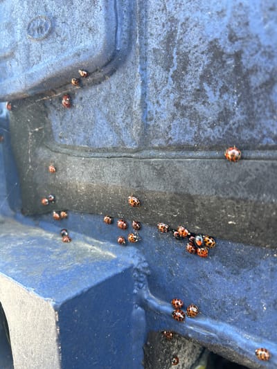 The image depicts a cluster of Asian lady beetles (Harmonia axyridis) congregating on a blue, textured surface, possibly part of a vehicle or equipment. The location is suggested to be Rutherglen, United Kingdom. The beetles are predominantly orange with varying numbers of black spots. There is evidence of cobwebs on the surface with the beetles. No humans are visible in the image.