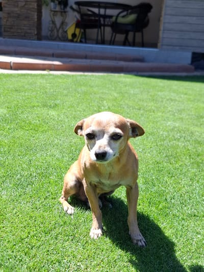 An adult, light brown chihuahua dog is sitting on a well-maintained green lawn, casting a shadow to its right. The dog is facing forward, with its head slightly tilted. Its eyes are dark and appear to be looking towards the camera. The dog's ears are perked up. The background shows a building with a stone-clad lower section and a wooden upper section. Steps lead up to a porch area with outdoor furniture, including chairs and a table. A yellow object, possibly a guitar, is leaning against a wall in the background. The overall lighting suggests it is daytime, with direct sunlight. The location is the city of Kara-Balta, Kyrgyzstan.