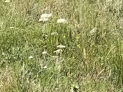 The image is a close-up, slightly blurry photograph of a grassy field with several small white flowers. The flowers appear to be scattered throughout the grass, with some clusters and individual blooms. The grass is a mix of green and dried brown blades, suggesting a natural, uncultivated area. The lighting is bright, indicating it was likely taken on a sunny day. There are no people or animals visible in the image. The scene depicts a natural outdoor environment. This specific image does not provide any information to determine its location in the city of Bulaev, Kazakhstan.