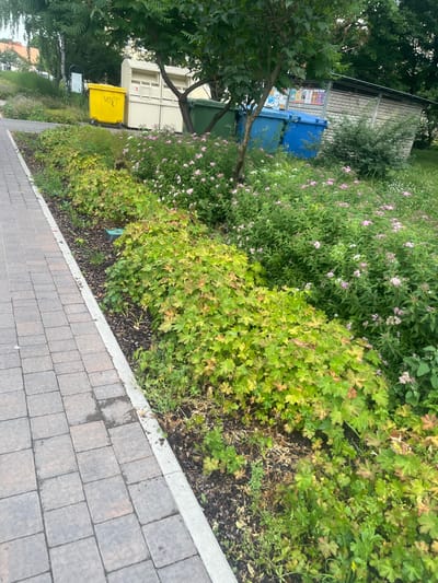 The image shows an outdoor scene in Konstantynów Łódzki, Poland. A paved walkway runs along the left side of the frame, bordered by a flower bed with green and reddish foliage. In the background, there are several large recycling bins: a yellow one with graffiti, a white multi-compartment bin, a green bin, and two blue bins. Behind the bins, a wooden structure with a corrugated metal roof is visible, featuring posters on its side. Trees and other vegetation are present throughout the scene, with a large tree canopy dominating the upper portion of the image. The sky is overcast. There are no people visible in the image.