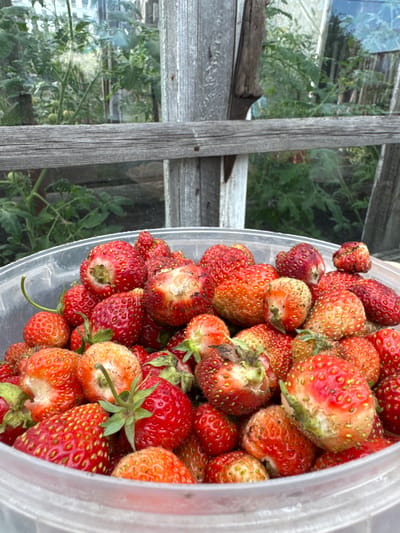 The image shows a close-up of a bucket filled with ripe strawberries. The strawberries are a vibrant red color, with some exhibiting lighter, almost yellow patches, indicating variations in ripeness or sun exposure. Many of the berries are imperfect, showing signs of natural imperfections, small blemishes, or slight damage. The bucket itself is made of clear plastic, allowing the viewer to see the abundance of fruit inside.

In the background, through a wooden-framed window pane, a garden scene is visible. Green plants, likely tomato plants due to the presence of small green orbs, are lush and growing. The wooden frames of the window are weathered and rustic, suggesting an outdoor or greenhouse setting. The light appears to be natural daylight, casting a gentle illumination on the scene. The overall impression is one of a bountiful harvest, with the strawberries freshly picked and ready for use. The setting implies a rural or garden environment, potentially in Mursalimkino, Russia, as indicated by the location context. No people are visible in the image. There is no visible text.
