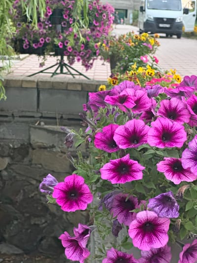 The image depicts a close-up view of vibrant magenta petunias in full bloom. The flowers are the primary subject, with their velvety petals displaying delicate dark veins radiating from a deep purple center. Several blooms are in focus, showcasing their trumpet-like shape and ruffled edges. The background is blurred, but hints of other colorful flowers, possibly yellow and pink, can be seen. A stone wall runs along the lower left of the frame, providing a textured contrast to the soft petals. In the upper background, a white van is partially visible, suggesting an urban or semi-urban setting. The scene appears to be outdoors, likely in a garden or public space. The location is identified as Yaroslavskaya, Russia.