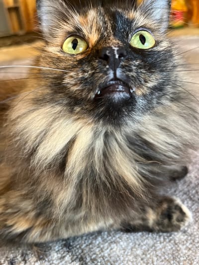 A close-up, low-angle, eye-level shot captures a fluffy tortoiseshell cat's face with bright green eyes and its mouth slightly open, revealing small fangs. The cat's fur is a mix of black, brown, and orange, with long whiskers extending outwards. The background is blurred, showing warm, soft lighting and a textured surface that appears to be carpet. The image does not depict any specific location in the city of Pamyati 13 Bortsov, Russia.