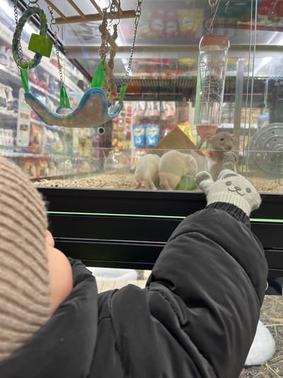 An angled, close-up shot depicts a person's gloved hand reaching towards a glass enclosure containing several small rodents, likely in a pet store or similar retail environment in Селекционер-2 Снт, Russia.
The person is wearing a black puffer jacket, and a light brown knitted hat is partially visible at the bottom of the frame. Their right hand is covered by a grey mitten adorned with a cute cartoon animal face (resembling a cat or bear). This gloved hand is positioned against the glass of the enclosure, appearing to interact with the animals inside.
Within the clear glass habitat, a grey rodent, possibly a hamster, stands upright near the glass, looking directly at the person's gloved hand. Below it, two white rodents are visible, one seemingly resting on a green-colored item or bedding. The enclosure features a clear plastic water bottle with a pinkish-tan cap, filled with water and bubbles. Other accessories include a small wooden ladder-like structure and a soft fabric hammock or bed, both hanging by chains from the top of the enclosure. The bottom of the habitat contains bedding material.
The background, visible through the glass, is blurred but shows shelves stocked with various packaged goods, consistent with an indoor store setting. The overall impression is one of curious observation or gentle interaction with the animals. No clear, legible text is visible in the image.
