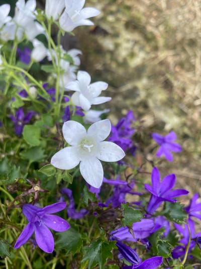 In Lütjenwestedt, Germany, a close-up photograph captures a cluster of campanula flowers in bloom. The foreground is dominated by a white campanula with five distinct petals, its center displaying delicate pistils and stamens. Surrounding it, numerous smaller, vibrant purple campanulas form a dense carpet. The blossoms vary in their stage of development, with some fully open and others still in bud. The background is a soft blur of dried grass and earth, suggesting an outdoor setting, likely a garden or a natural landscape within the Lütjenwestedt area. The lighting indicates it is daytime, with soft natural light illuminating the flowers. There are no people or animals visible in the image.