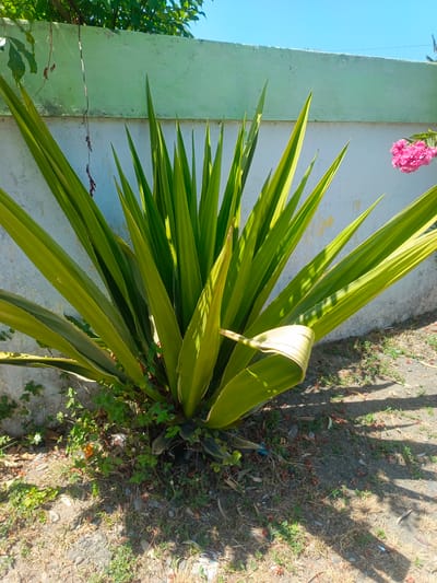An Agave plant with long, spiky, variegated green and yellow leaves stands prominently in front of a light green, textured wall. The wall has some dirt and discoloration. A cluster of bright pink flowers is visible to the right of the plant, also near the wall. The ground in front of the plant is covered with dirt, small green weeds, and dry leaves. Shadows from the plant and unseen objects are cast across the ground. The sky above is clear and blue. The scene appears to be outdoors in a residential or public area, possibly a garden or yard, in Luwoo, Indonesia. There are no people or animals visible in the image.