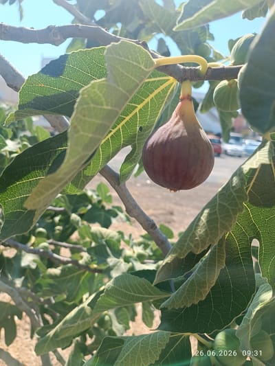 The image shows a close-up view of a ripe fig hanging from a branch of a fig tree. The fig is a deep purple color with a slightly elongated shape. It is surrounded by large, green fig leaves, some of which are silhouetted against the bright blue sky. The texture of the leaves, with their prominent veins, is clearly visible. Several unripe green figs are also visible in the background, along with more branches and leaves of the tree.
In the blurred background, hints of a setting can be observed. There are some buildings and parked vehicles, suggesting an outdoor environment, possibly a garden or an area near a road. The lighting indicates it is daytime, with strong sunlight creating shadows and highlights. The bright sky and the lush green of the leaves suggest a warm and sunny day.
The date and time stamp "26.06.2026 09:31" is visible in the bottom right corner of the image. This indicates the photograph was taken on June 26, 2026, at 9:31 AM. The location context provided is Strovolos, Cyprus. There are no people visible in the image. The overall impression is one of a serene, natural scene focused on the ripening fruit.