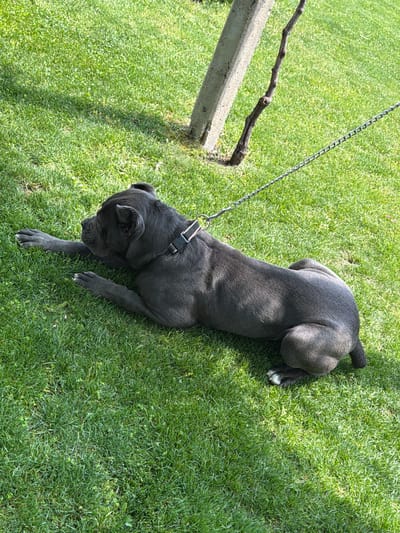 A blue-gray Cane Corso dog is lying on a lawn in Bratia Kunchevi, Bulgaria. The dog is tethered to a concrete post with a metal chain. The dog is wearing a black collar and has a short tail. The lawn is green and well-maintained. There is a dried branch attached to the concrete post.