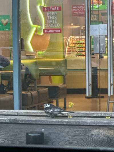 A small black and white bird, identified as a Pied Wagtail, is perched on a wooden ledge in the foreground. The bird faces left, displaying a white face with dark markings, a dark back, and white underparts. A small green plant grows from the wooden surface behind the bird. In the background, visible through a large glass storefront, is the interior of a Subway restaurant. A red and white sign adhered to the glass reads "PLEASE KEEP THIS GATE CLOSED THANK YOU." Another red sign indicates "WARNING 24hr CCTV." The entrance consists of two glass doors with vertical brushed metal handles marked "Push." Inside, a prominent curved green neon-like light fixture is visible, along with a refrigerated display case containing multiple rows of food items. Brown upholstered bench seating is also present within the restaurant. The scene is situated in Gillingham, United Kingdom.