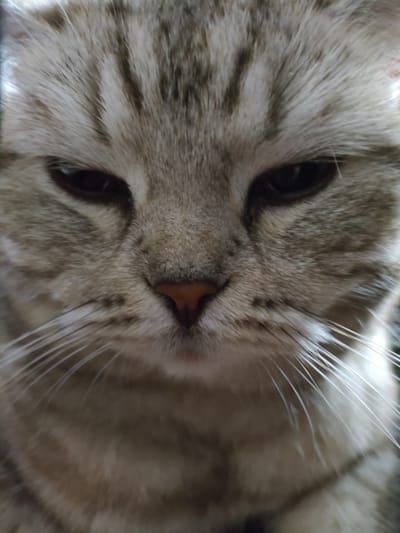 A close-up photograph shows the face of a gray tabby cat. The cat's eyes are narrowed, and its nose is a pinkish-brown color. The cat has long, white whiskers. The location is not discernible from the image, so I can not provide the context of the city of Yerzhovo, Moldova.