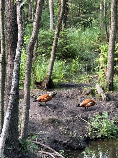 Two ruddy shelducks are walking on a muddy bank near a body of water. The ducks are a reddish-brown color with white patches on their wings. The surrounding environment is a forest with trees and lush green vegetation. The ground is covered in mud and fallen leaves. The water appears calm and reflects the greenery. The lighting suggests it is daytime, likely late morning or early afternoon, with no strong shadows. The scene is natural and peaceful, with the ducks appearing undisturbed in their habitat. The location is identified as Klemyatino, Russia. There is no visible text in the image.