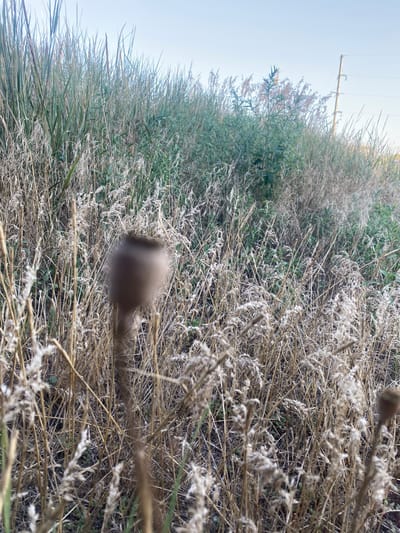 In Mais'ke, Ukraine, a close-up shot captures a cluster of dried, brown grass and seed pods under a clear, pale blue sky. A single, out-of-focus seed pod, possibly from a poppy, is prominent in the foreground, its round shape clearly discernible against the surrounding stalks. Further in the background, taller green grasses and foliage create a dense wall of vegetation, with a wooden utility pole and power lines visible on the right side of the frame, suggesting proximity to infrastructure within or near the rural settlement. The overall impression is one of natural decay and the transition of seasons in a pastoral setting.