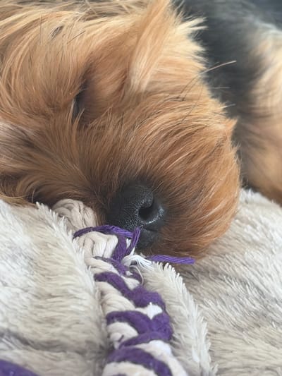 A close-up, eye-level shot shows the face of a Yorkshire Terrier resting on a soft, fluffy, light-colored blanket. The dog's fur is a mix of golden brown and dark gray, with the brown fur being more prominent around its snout. Its black nose is visible, slightly damp. The dog appears to be asleep. In the foreground, a braided rope toy, primarily white with purple accents, lies partially under the dog's head. The background is blurred, with darker tones suggesting the dog's body or another surface. The scene is likely indoors, in a home environment within Agios Athanasios Municipality, Cyprus.
