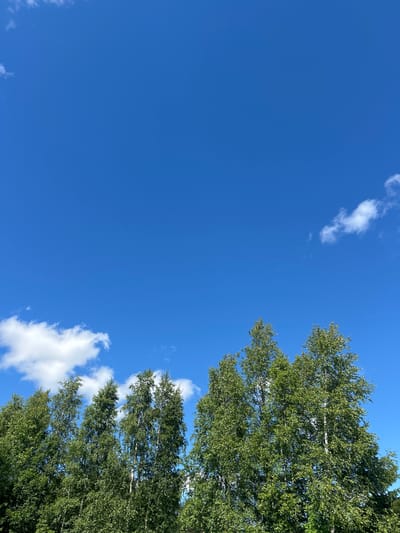 The image depicts a clear, vibrant blue sky with scattered white clouds, dominating the upper portion of the frame. Along the bottom, a dense line of lush green trees forms a horizon. The trees are tall and appear to be deciduous, with full canopies of leaves. The sunlight suggests a bright, daytime scene. The image is consistent with a view from an open area, possibly a park or a clearing, in Novozhilovo, Russia, given the natural setting of trees and sky. No people or specific man-made objects are visible in the foreground or clearly discernible in the background.